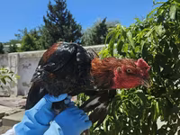 Chickens — photo 3