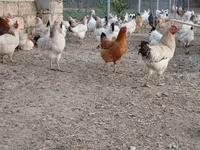 لاكنفيلدر — الصورة 4