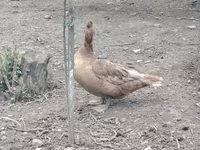 Chickens — photo 4