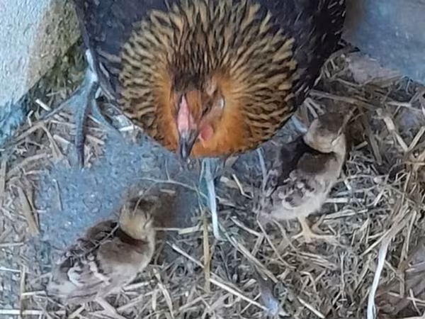 Chickens — Azərbaycan