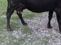 Cow, Cattle — photo 4