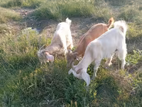 Goats (batch, sex not specified), Goats — photo 3