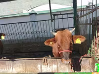 Bovinos (lote, sexo não especificado), Bovinos — foto 7