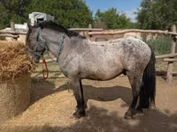 Koń, Appaloosa — zdjęcie 3