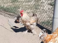 Chickens — foto 2