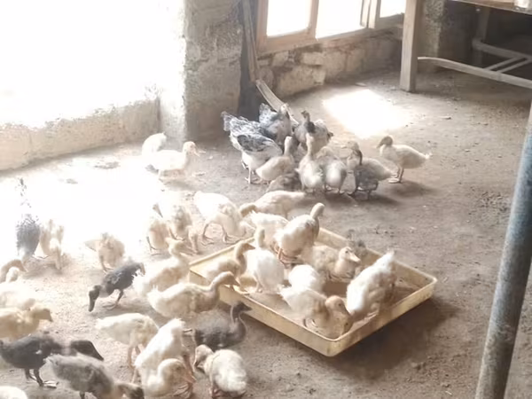 German Pekin — Azerbaijan