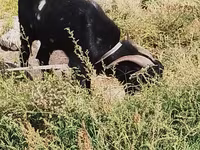 Ziegenbock, Ziegen — Foto 4