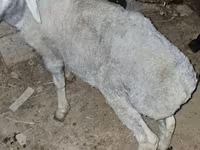 Carneiro, Ovelhas — foto 4
