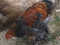 براهما — الصورة 8