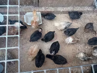 Chickens — photo 5
