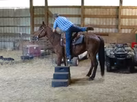 حصان, Standardbred — الصورة 6