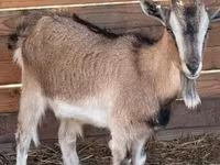 Cabra, West African dwarf goats — foto 2