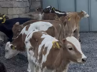 Buğa, Cersey irqi — foto 1