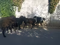 公羊, Sheep — 照片 2