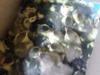 Ducks — foto 1