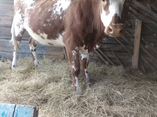 İnək, Simmental cattle