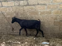 Dişi keçi, Murcia-Granada goats — foto 3