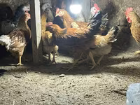 Chickens — foto 8