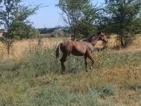 At, Atlar — foto 2