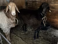 Qoç, Rhon sheep — foto 7