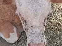 Skot (série, pohlaví neuvedeno), Simmental cattle — foto 1