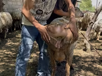 Sheep, Sheep — photo 2