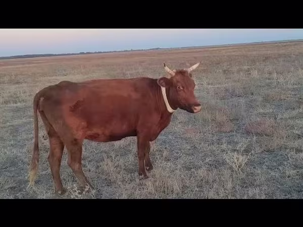 Уй, Көк сиыр