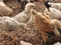 Chickens — foto 2