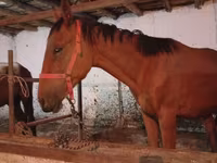 At, Manipuri pony — foto 3