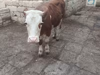 بقرة, Simmental cattle — الصورة 3