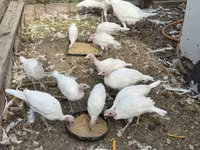 Turkeys — الصورة 7