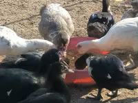 Ducks — foto 3