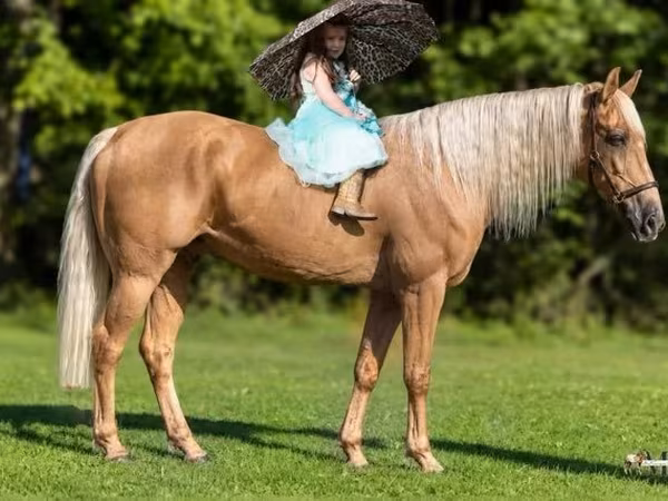 Hengst, Palomino