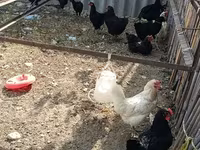 Chickens — الصورة 5