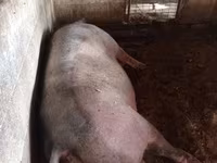 Säue, Schweine — Foto 2
