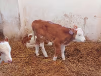Buğa, Simmental cattle — foto 5