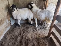 Oveja, Ovejas — foto 6