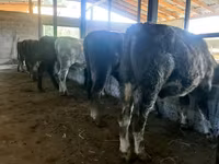 Bull, Cattle — photo 2