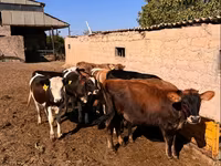 सांड, मवेशी — फ़ोटो 2