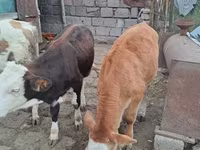 Bulle, Simmental cattle — Foto 5