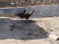 Ayam Cemani — foto 8