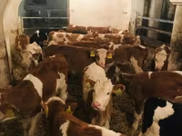 Toro, Simmental cattle — foto 6