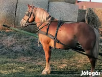 Кобила, Haflinger — фото 2