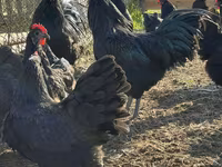 Australorp — foto 6