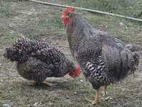 Chickens — photo 2