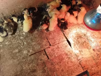 Ducks — foto 5