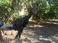 Chickens — photo 8