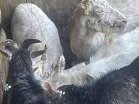 Ziege, Saanen goat — Foto 4