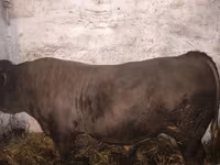 Buğa, Charolais cattle — foto 1