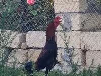Chickens — Foto 1